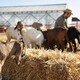 На ферме под Собинкой ввели карантин по хламидиозу животных