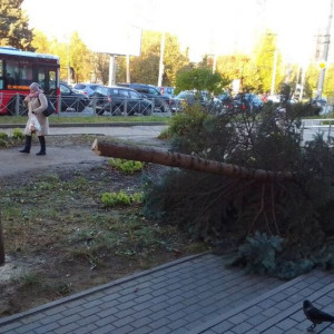 Во Владимире вандал спилил редкую голубую ель у пекарни «Добрые булки»