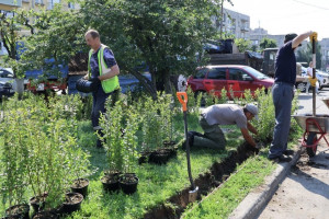 Мэрия Владимира в 1000 раз преувеличила число высаженных деревьев в Левитановском сквере