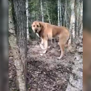 Во Владимирской области в лесу бросили алабая со связанными лапами