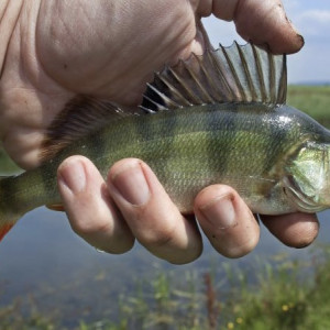 День Карпа Каполова: что нужно и что запрещено делать 8 июня