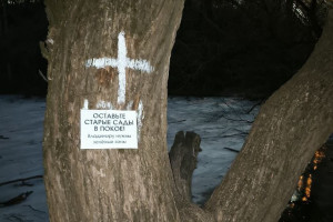 Активисты отметили белыми крестами деревья в парке у ДТЮ во Владимире