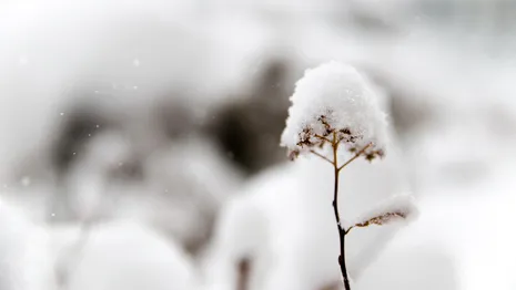 Синоптики назвали сроки появления снежного покрова во Владимирской области