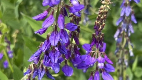 Во Владимирской области рабочая неделя будет жаркой и сухой