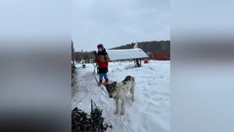 Во Владимирской области для расстрелянной собаки нашли дом