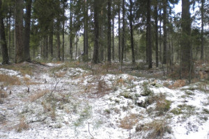 Прогноз погоды во Владимирской области на 5 ноября 2024 года