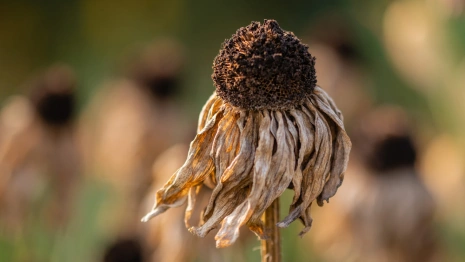 Начало рабочей недели во Владимирской области обещает быть жарким