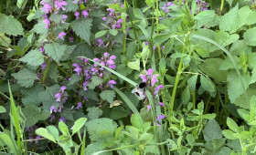 Первые майские праздники во Владимирской области закончатся потеплением
