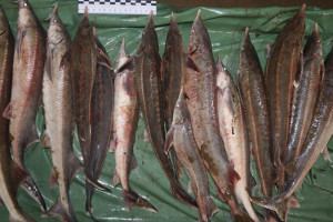 Во Владимирской области браконьеры выловили 15 краснокнижных стерлядок