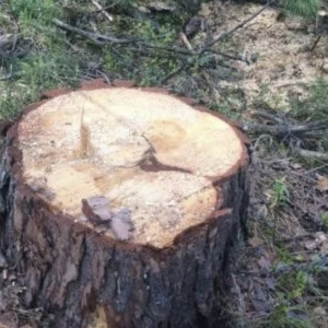 Вырубка елей в Ковровском районе привела к уголовному делу