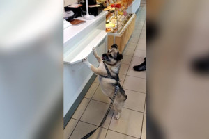 Во Владимире пройдет первый антифестиваль бездомных животных