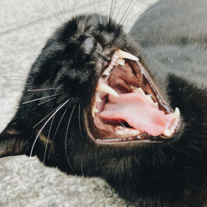 В Собинском районе выявили очаг бешенства