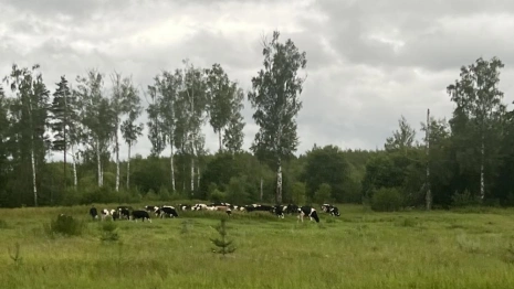 В Юрьев-Польском молочная ферма работала с нарушениями для экологии