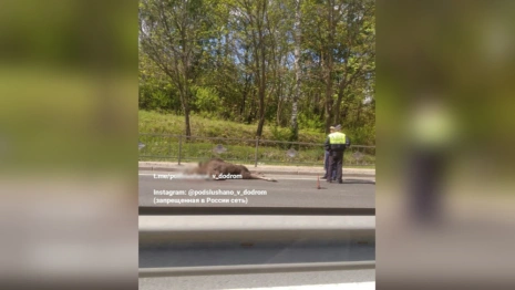 Сбитый в Боголюбово лось погиб