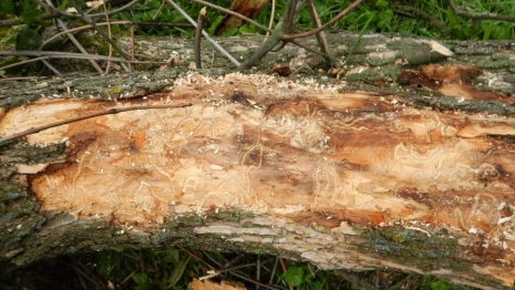 Владимирцы возмутились бездействием властей при нашествии жука-златки 