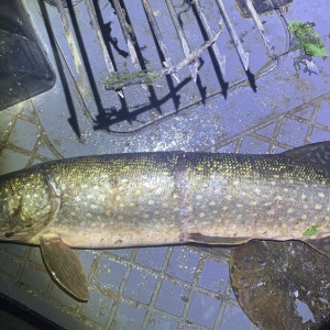 Жители Владимирской и Нижегородской областей попались на браконьерстве