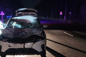 Во Владимирской области сбили 4 лосей подряд