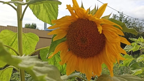 Во Владимирской области ненадолго стихнут дожди
