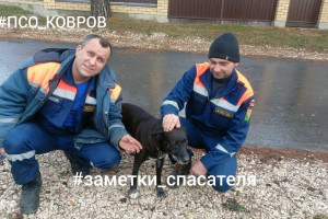 В Коврове спасатели достали провалившуюся в подвал собаку