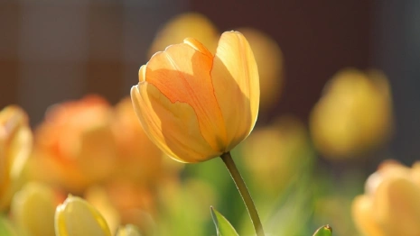 Жителям Владимирской области пообещали до +14 в первый рабочий день