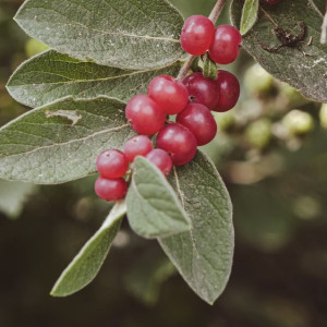 День Бориса и Глеба: что можно и чего нельзя делать 6 августа