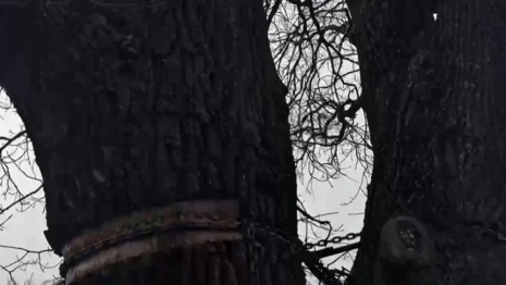 Во Владимире на 100-летнем дубе лопнула металлическая цепь