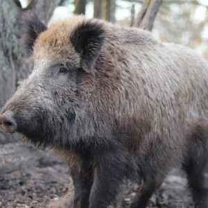 Во Владимирской области уничтожили 90% кабанов за 6 лет