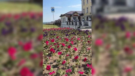 Во Владимире высадили 150 тысяч цветов