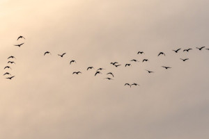 Народные приметы на 7 марта: что можно и нельзя делать в день Маврикиев день