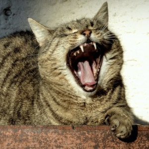 Диетолог Гинзбург рассказал, как победить хроническую усталость