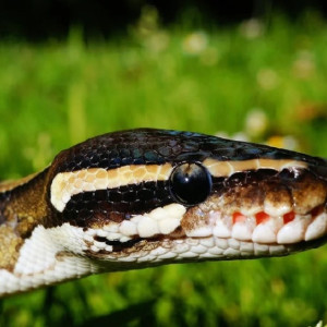 В Гусь-Хрустальном змеи выползли на городской пляж