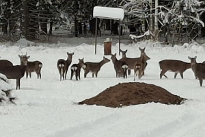 Во Владимирской области сфотографировали группу пятнистых оленей