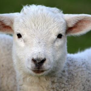 Во Владимирской области выявили случай заражения оспой овец