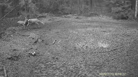 В Киржачском районе сняли умилительный момент прогулки самки оленя с детешышем