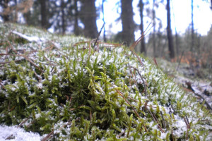 Прогноз погоды во Владимирской области на 3 декабря 2024 года