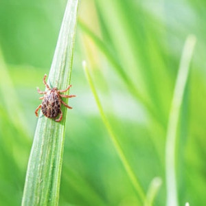Во Владимирской области клещи укусили 49 взрослых и 11 детей
