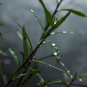 Прогноз погоды во Владимирской области на 29 июля