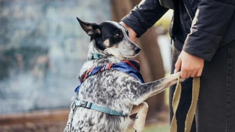 Во Владимирской области компенсацию за содержание собак-поводырей увеличат почти в 2 раза
