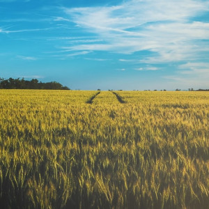 Жители суздальского села пожаловались на обработку полей ядами