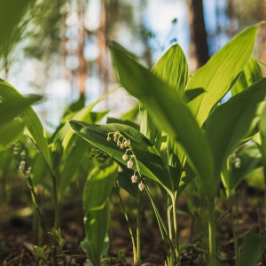 Последний понедельник апреля во Владимирской области будет по-летнему теплым