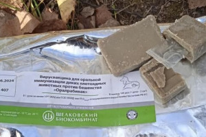 В лесах Владимирской области разложили вакцину от бешенства