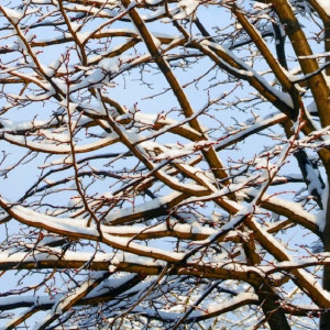 Прогноз погоды во Владимирской области на 12 марта