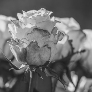 Во Владимире спустя 8 лет установили личность найденной мертвой  женщины