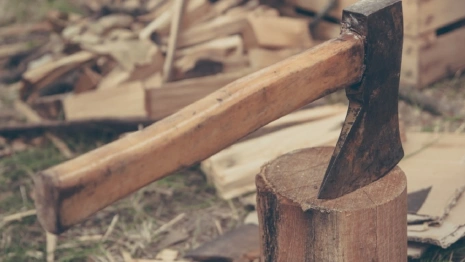 Во Владимирской области «черный лесоруб» спилил сосны на 160 тысяч