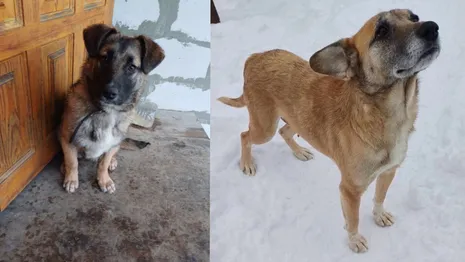 Во Владимирской области на М-12 выбросили собаку с двумя щенками