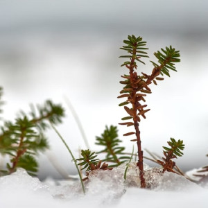 Прогноз погоды во Владимирской области на 2 февраля