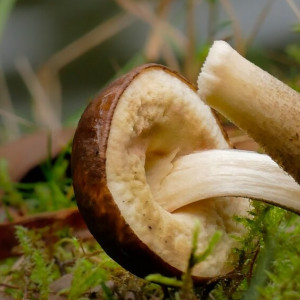 Роспотребнадзор рассказал, есть ли отравившиеся грибами владимирцы в 2022 году