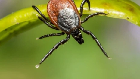 Гайд «День во Владимире». Что такое клещевой энцефалит и как от него спастись