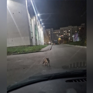 Жители рассказали о нашествии лис во Владимирской области