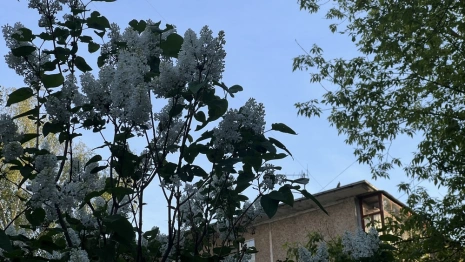 Прогноз погоды во Владимире и области на 29 мая